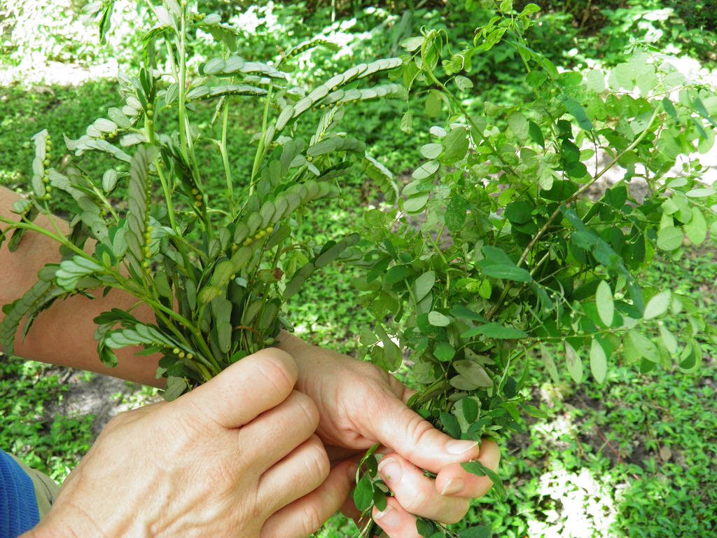 Chanca piedra bio, qui est également connu sous le nom de Phyllanthus niruri bio, est une plante à base de plantes qui provient de la forêt amazonienne.