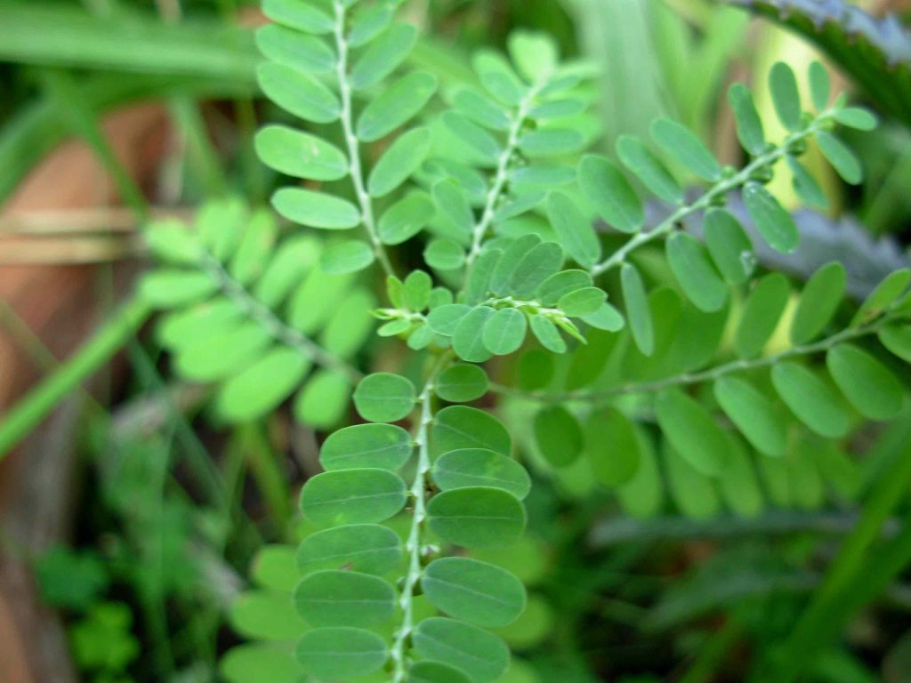 Chanca Piedra bio a été utilisé depuis des générations par la population indigène de l’ Amérique du Sud dans l’ élimination des calculs biliaires et des calculs rénaux, réduisant également les douleurs.