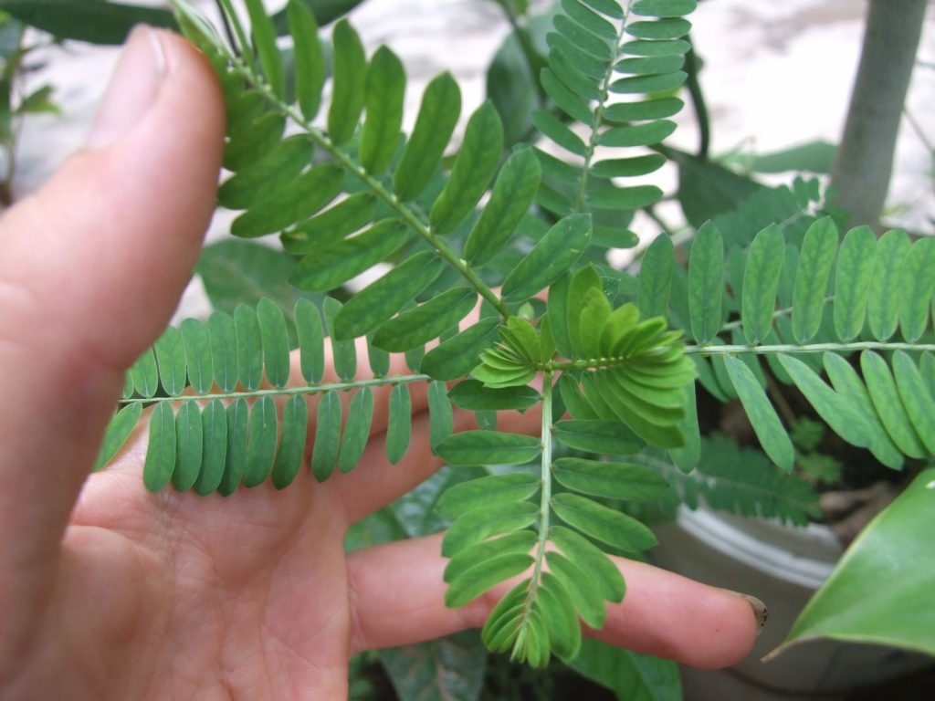 Le chanca piedra bio est une plante sauvage qui s'adapte à différents types de sols et des zones écologiques jusqu'à 3000 mètres d'altitude au Pérou